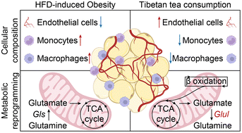 Graphical abstract: Tibetan tea consumption prevents obesity by modulating the cellular composition and metabolic reprogramming of white adipose tissue