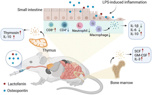 Graphical abstract: Immunoregulation of bovine lactoferrin together with osteopontin promotes immune system development and maturation