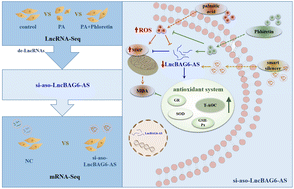 Graphical abstract: Phloretin alleviates palmitic acid-induced oxidative stress in HUVEC cells by suppressing the expression of LncBAG6-AS