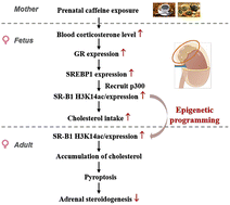 Graphical abstract: The high-expression programming of SR-B1 mediates adrenal dysfunction in female offspring induced by prenatal caffeine exposure and its cholesterol accumulation mechanism