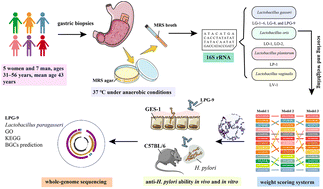Graphical abstract: Anti-Helicobacter pylori activity and gastroprotective effects of human stomach-derived Lactobacillus paragasseri strain LPG-9
