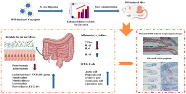 Graphical abstract: Targeting DSS-induced ulcerative colitis: evaluating the therapeutic potential of WPI–stachyose conjugates
