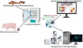 Graphical abstract: Biomass attachment and microbiota shifts during porcine faecal in vitro fermentation of almond and macadamia nuts differing in particle sizes