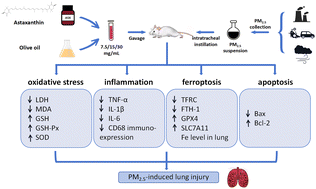 Graphical abstract: Astaxanthin alleviates fine particulate matter (PM2.5)-induced lung injury in rats by suppressing ferroptosis and apoptosis