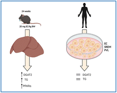Graphical abstract: Effects of (−)-epicatechin on hepatic triglyceride metabolism