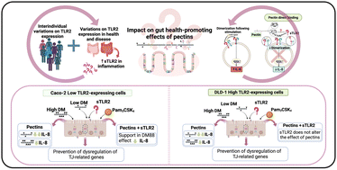 Graphical abstract: Effects of pectin's degree of methyl esterification on TLR2-mediated IL-8 secretion and tight junction gene expression in intestinal epithelial cells: influence of soluble TLR2