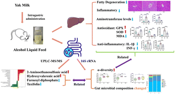 Graphical abstract: Yak milk protects against alcohol-induced liver injury in rats