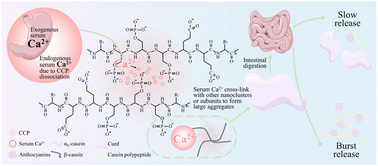 Graphical abstract: The aggregation of casein micelles induced by Ca2+ during in vitro digestion: effects on the release of loaded anthocyanins