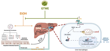Graphical abstract: Water extract of green tea attenuates alcohol-related hepatitis by inhibiting liver inflammation and gut microbiota disturbance in mice