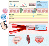 Graphical abstract: Bifidobacterium animalis subsp. lactis boosts neonatal immunity: unravelling systemic defences against Salmonella