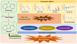 Graphical abstract: β-Carbolines norharman and harman change neurobehavior causing neurological damage in Caenorhabditis elegans