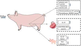 Graphical abstract: Ferrous–sucrose complex supplementation regulates maternal plasma metabolism and the fecal microbiota composition and improves neonatal immunity and placental glucose transportation by activating the EGF/PI3K/AKT signaling pathways in sows