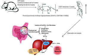 Graphical abstract: Ameliorating the effect and mechanism of chitosan oligosaccharide on nonalcoholic fatty liver disease in mice