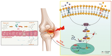 Graphical abstract: Urolithin B reduces cartilage degeneration and alleviates osteoarthritis by inhibiting inflammation