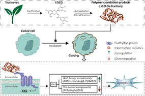 Graphical abstract: EGCG oxidation-derived polymers induce apoptosis in digestive tract cancer cells via regulating the renin–angiotensin system