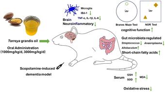 Graphical abstract: Torreya grandis oil attenuates cognitive impairment in scopolamine-induced mice