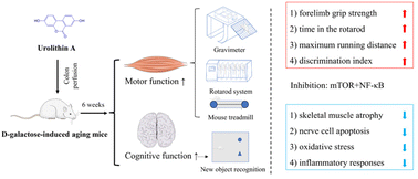 Graphical abstract: Inhibition of the NF-κB and mTOR targets by urolithin A attenuates d-galactose-induced aging in mice