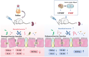 Graphical abstract: Soluble dietary fibers from solid-state fermentation of wheat bran by the fungus Cordyceps cicadae and their effects on colitis mice