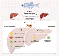 Graphical abstract: Naringin ameliorates liver fibrosis in zebrafish by modulating IDO1-mediated lipid metabolism and inflammatory infiltration