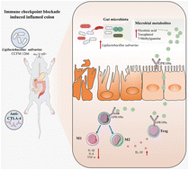 Graphical abstract: Ligilactobacillus salivarius CCFM 1266 modulates gut microbiota and GPR109a-mediated immune suppression to attenuate immune checkpoint blockade-induced colitis
