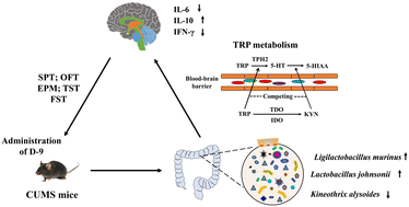 Graphical abstract: Neuroprotective effects of probiotics on anxiety- and depression-like disorders in stressed mice by modulating tryptophan metabolism and the gut microbiota