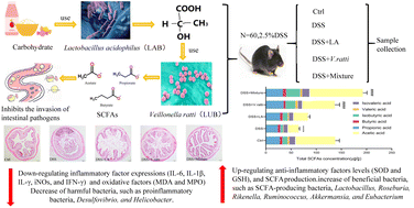 Graphical abstract: Cooperative interactions between Veillonella ratti and Lactobacillus acidophilus ameliorate DSS-induced ulcerative colitis in mice