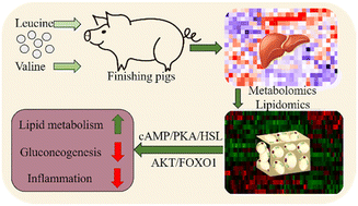 Graphical abstract: Branched-chain amino acid modulation of lipid metabolism, gluconeogenesis, and inflammation in a finishing pig model: targeting leucine and valine
