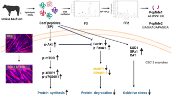 Graphical abstract: Beef peptides mitigate skeletal muscle atrophy in C2C12 myotubes through protein degradation, protein synthesis, and the oxidative stress pathway