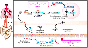 Graphical abstract: Diallyl trisulfide inhibits 4-(methylnitrosamino)-1-(3-pyridyl)-1-butanone-induced lung cancer via modulating gut microbiota and the PPARγ/NF-κB pathway