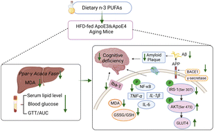 Graphical abstract: Effects of the ApoE genotype on cognitive function in aging mice fed with a high-fat diet and the protective potential of n-3 polyunsaturated fatty acids