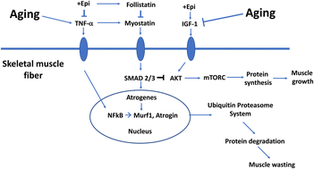 Graphical abstract: Restorative effects of (+)-epicatechin in a rodent model of aging induced muscle atrophy: underlying mechanisms