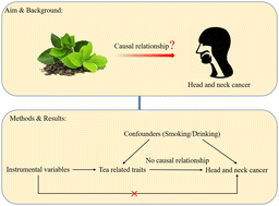 Graphical abstract: Causal association between tea consumption and head and neck cancer: a Mendelian randomization study