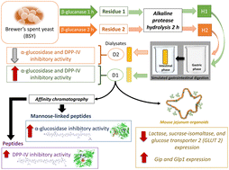 Graphical abstract: Anti-diabetic properties of brewer's spent yeast peptides. In vitro, in silico and ex vivo study after simulated gastrointestinal digestion