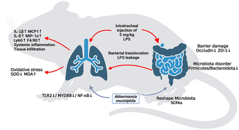 Graphical abstract: Akkermansia muciniphila attenuated lipopolysaccharide-induced acute lung injury by modulating the gut microbiota and SCFAs in mice