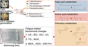 Graphical abstract: Stilbenes-enriched peanut sprouts alleviated physical fatigue via regulating interactions of nutrients–microbiota–metabolites revealed by multi-omics analysis