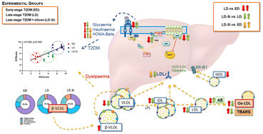 Graphical abstract: Silicon-enriched meat positively improves plasma lipidaemia and lipoproteinaemia, LDLr, and insulin capability and the signalling pathway induced by an atherogenic diet in late-stage type 2 diabetes mellitus rats