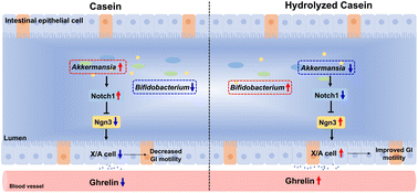 Graphical abstract: A hydrolyzed casein diet promotes Ngn3 controlling enteroendocrine cell differentiation to increase gastrointestinal motility in mice