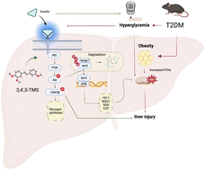 Graphical abstract: 3,4′,5-Trimethoxy-trans-stilbene ameliorates hepatic insulin resistance and oxidative stress in diabetic obese mice through insulin and Nrf2 signaling pathways