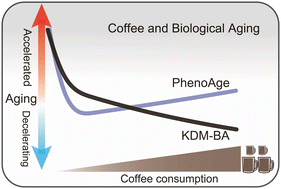 Graphical abstract: From cup to clock: exploring coffee's role in slowing down biological aging