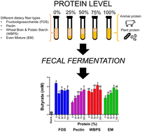 Graphical abstract: Protein combined with certain dietary fibers increases butyrate production in gut microbiota fermentation