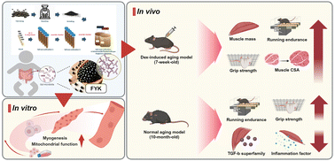 Graphical abstract: Fermented Yak-Kong using Bifidobacterium animalis derived from Korean infant intestine effectively relieves muscle atrophy in an aging mouse model