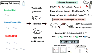 Graphical abstract: Age differences in the impact of dietary salt on metabolism, blood pressure and cognitive function in male rats