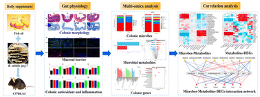 Graphical abstract: Integrated microbiome, metabolome and transcriptome profiling reveals the beneficial effects of fish oil and Bacillus subtilis jzxj-7 on mouse gut ecosystem