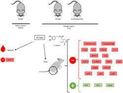 Graphical abstract: Dietary oleacein, a secoiridoid from extra virgin olive oil, prevents collagen-induced arthritis in mice