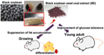 Graphical abstract: Black soybean seed coat polyphenols have different effects on glucose and lipid metabolism in growing and young adult mice