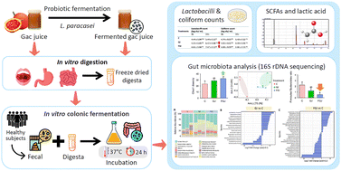 Graphical abstract: Modulation of the gut microbiota and short-chain fatty acid production by gac fruit juice and its fermentation in in vitro colonic fermentation