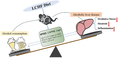 Graphical abstract: Preventive effect of low-carbohydrate high-fat dietary pattern on liver disease caused by alcohol consumption via a 6pgd-involved mechanism in mice