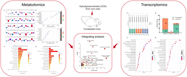Graphical abstract: Integrated metabolomics and transcriptomics revealed the anti-constipation mechanisms of xylooligosaccharides from corn cobs