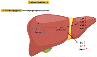 Graphical abstract: High-fat diet supplemented with soybean diacylglycerol oil protects liver homeostasis via maintaining endoplasmic reticulum function in C57BL/6J mice