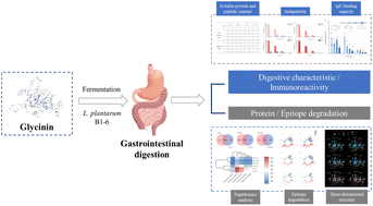 Graphical abstract: Lactic acid bacteria modulate the gastrointestinal digestive behavior of soy glycinin and correlation with its immunoreactivity: a peptidomic study